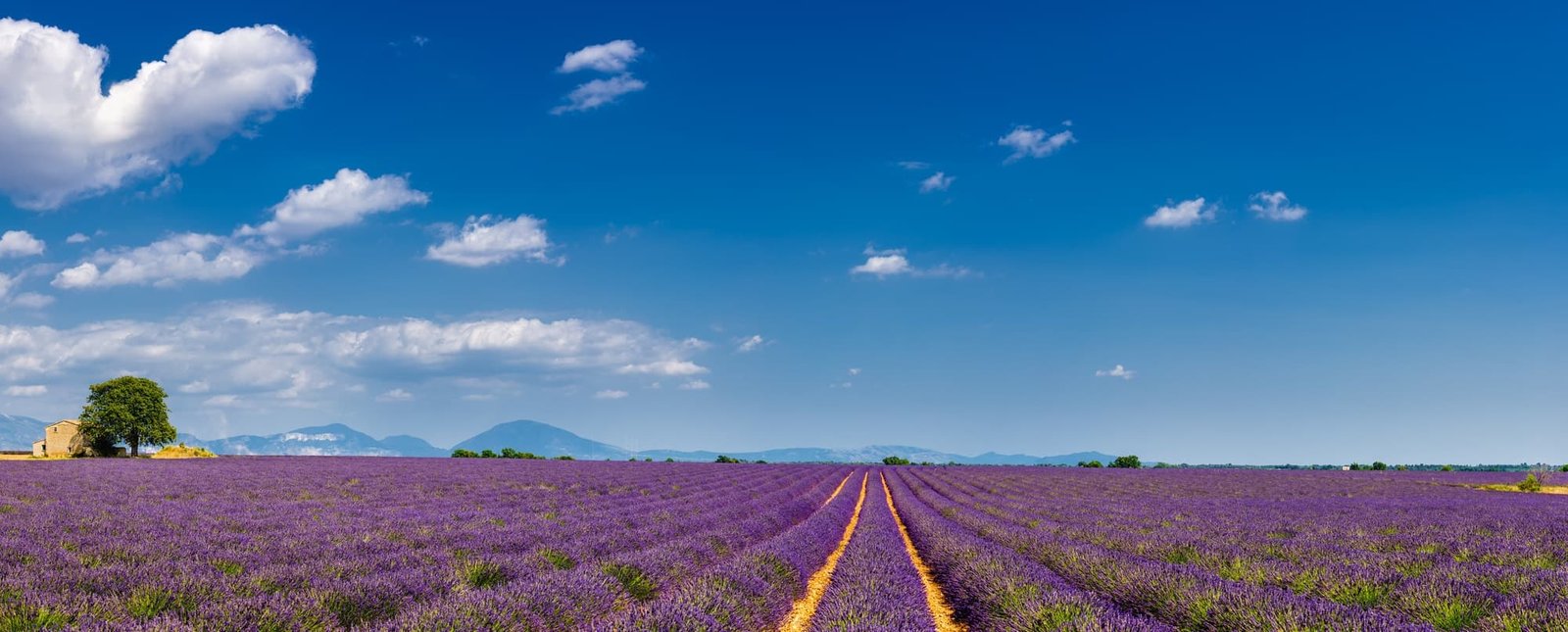 plateau de valensole